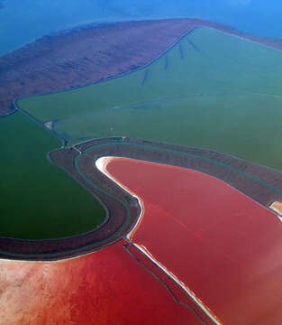 Imagem de Dunaliella salina