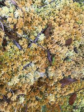 Sphagnum junghuhnianum Dozy & Molkenboer 1854的圖片