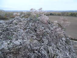 Image of Sedum gypsicola Boiss. & Reuter