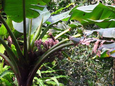 Image of Musa itinerans var. formosana (Warb.) Häkkinen & C. L. Yeh