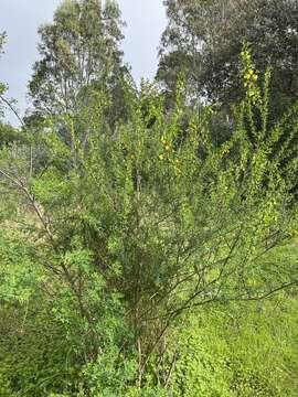 Cytisus arboreus (Desf.) DC.的圖片