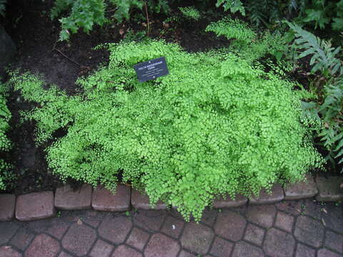 Image of delta maidenhair