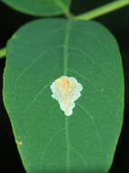 Image of Locust Digitate Leafminer