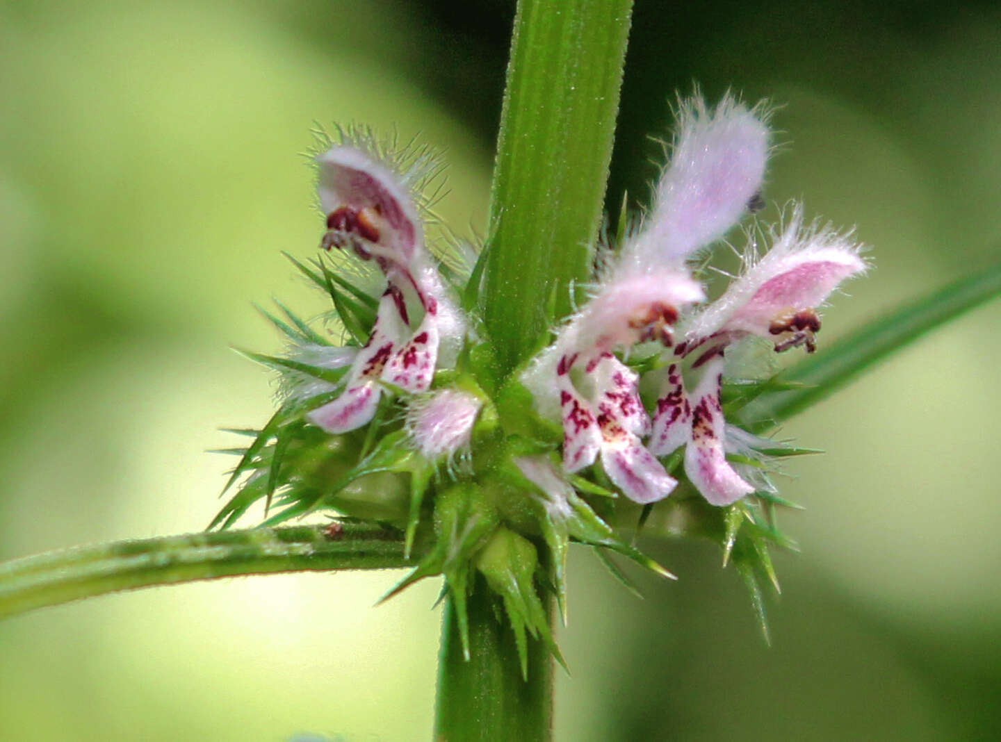 Image of common motherwort