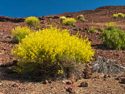 Plancia ëd Descurainia bourgaeana (E. Fourn.) Webb