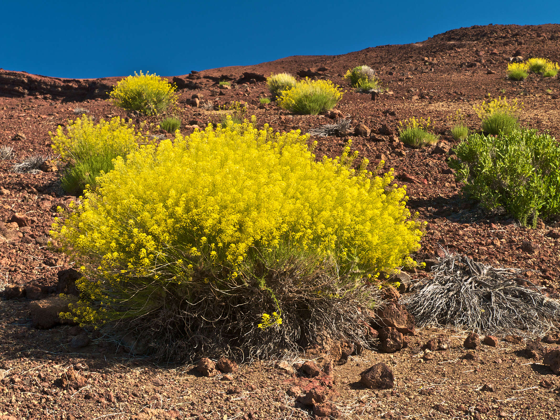 Plancia ëd Descurainia bourgaeana (E. Fourn.) Webb