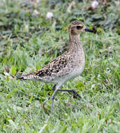 Image of Pacific Golden Plover