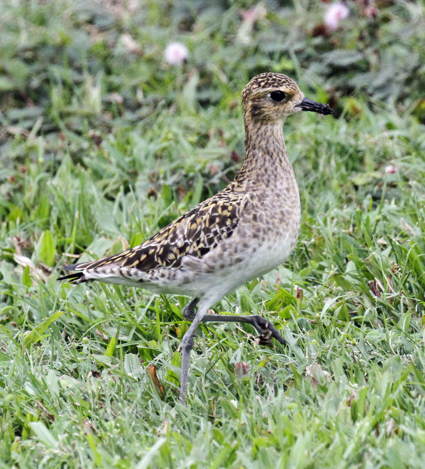 Image of Pacific Golden Plover