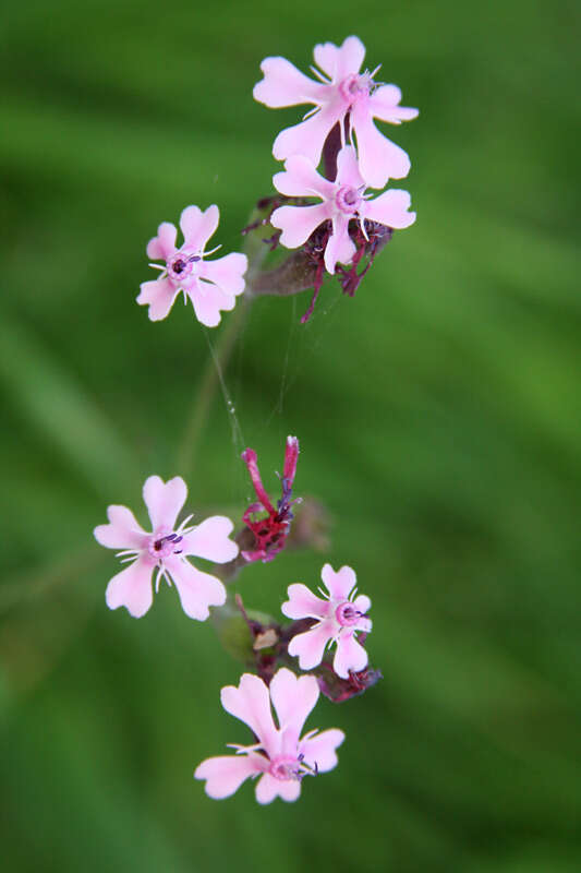 Silene aegyptiaca (L.) L. fil.的圖片