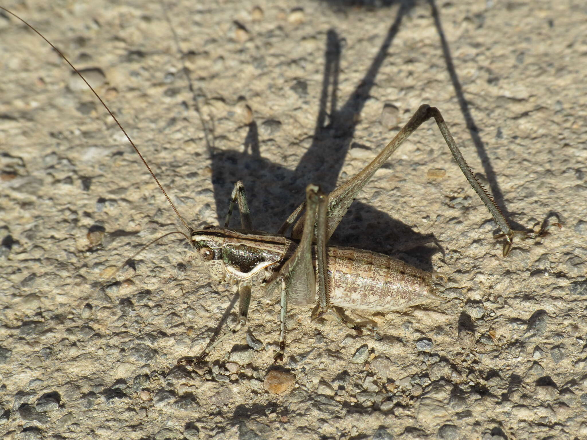 Imagem de Pterolepis