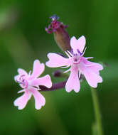 Silene aegyptiaca (L.) L. fil.的圖片