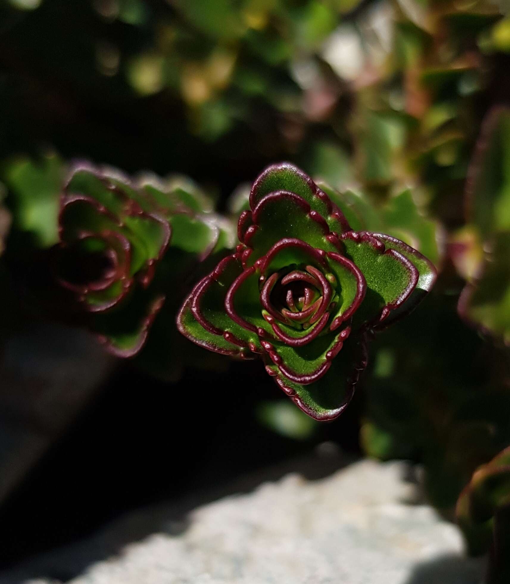 Image of Veronica haastii Hook. fil.