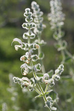 Sivun Salvia dominica L. kuva