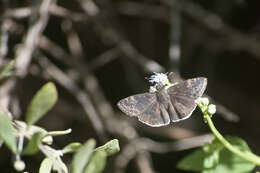 Image of Funereal Duskywing