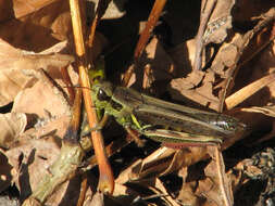 Melanoplus femurrubrum (De Geer 1773)的圖片