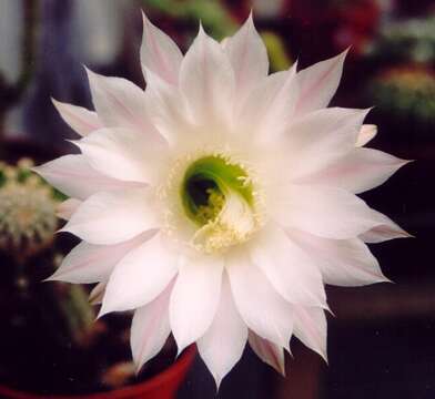 Image of Echinopsis oxygona