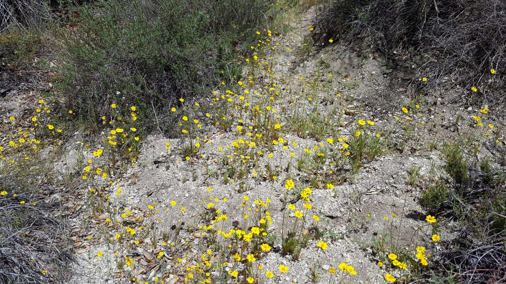 Image of California tickseed