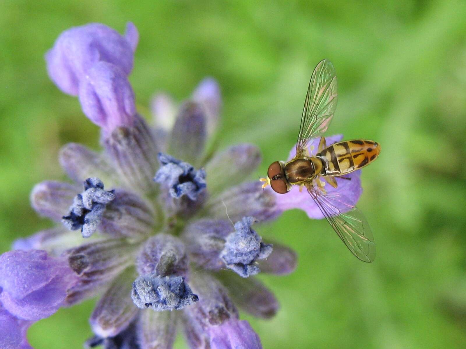 Image of Syrphid fly