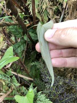 Image of Dioscorea hamiltonii Hook. fil.