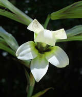 Image of Lily