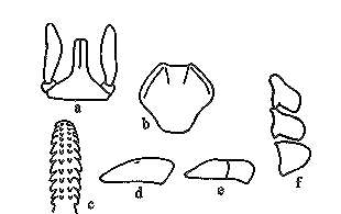 Sivun Ixodes holocyclus Neumann 1899 kuva