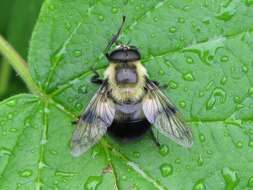 Image of bumblebee hoverfly