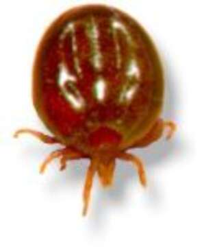 Image of Ixodes holocyclus Neumann 1899