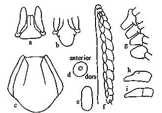 Sivun Ixodes holocyclus Neumann 1899 kuva