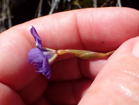 Moraea nubigena Goldblatt resmi