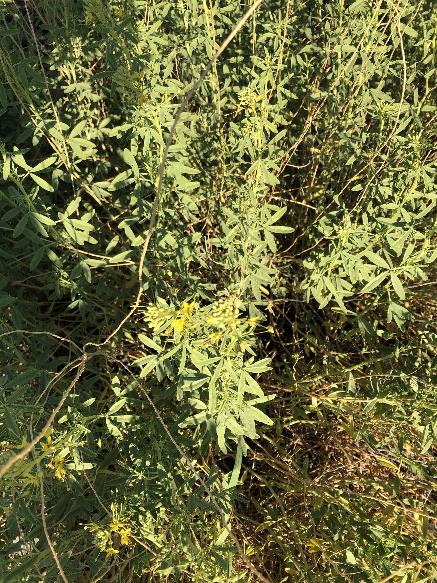 Image of Chiricahua Mountain Stinkweed