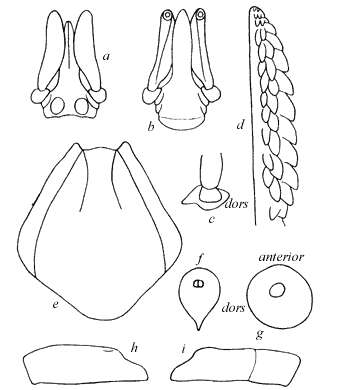 Image of Ixodes holocyclus Neumann 1899