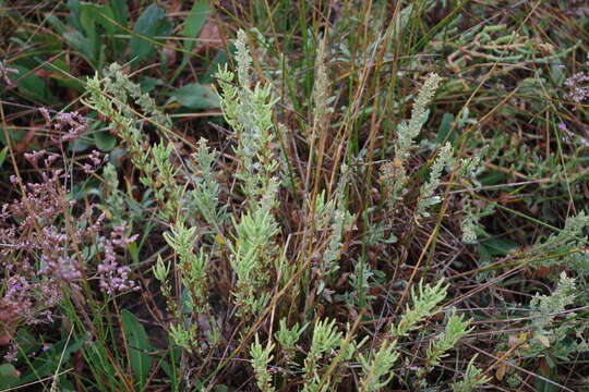 Image of Seriphidium caerulescens subsp. caerulescens