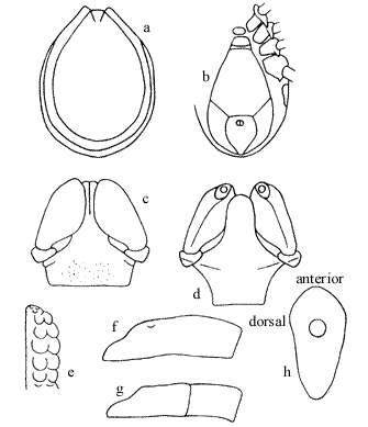 Sivun Ixodes holocyclus Neumann 1899 kuva