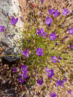 Image of Wahlenbergia patula A. DC.