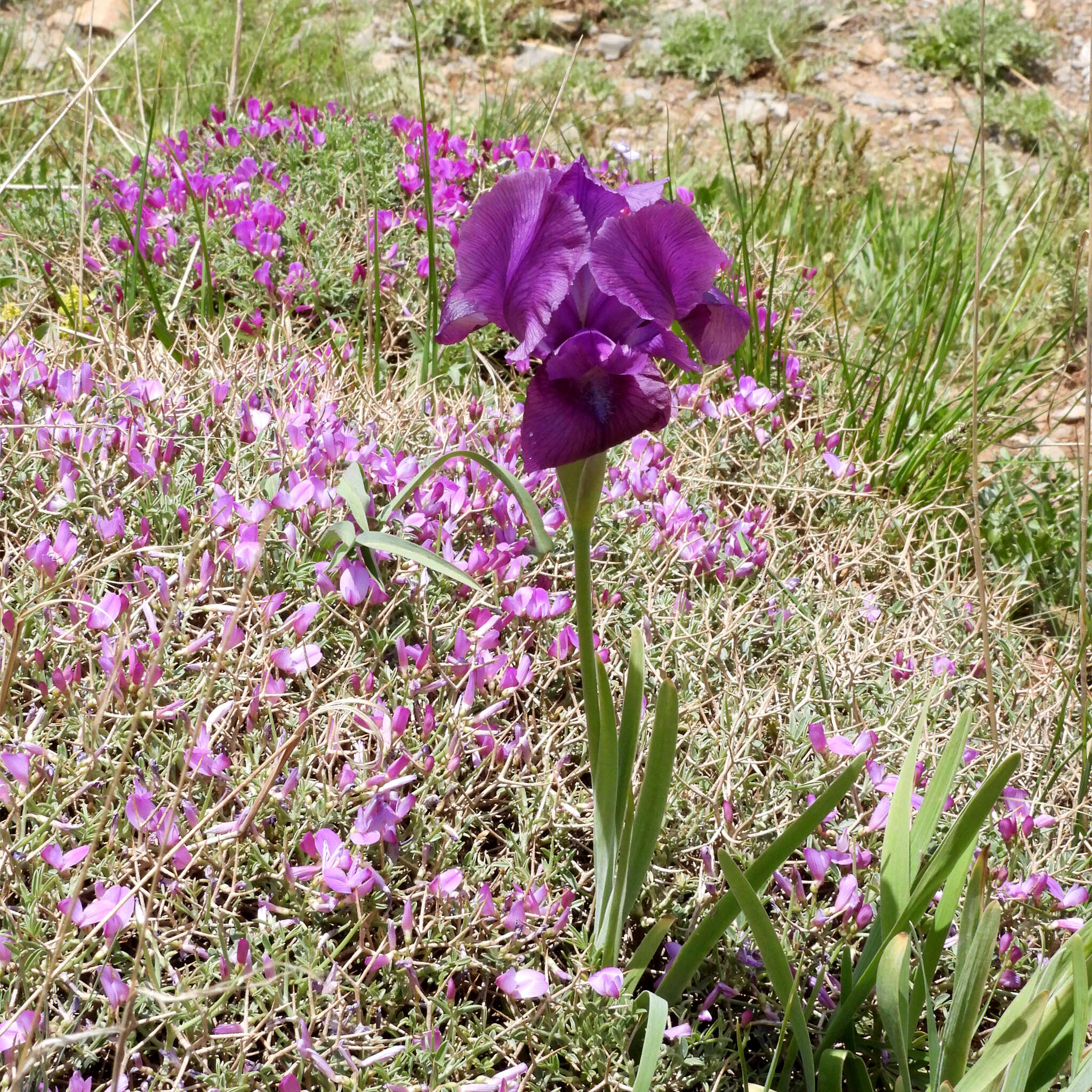 Image of Iris barnumiae subsp. demawendica (Bornm.) B. Mathew & Wendelbo