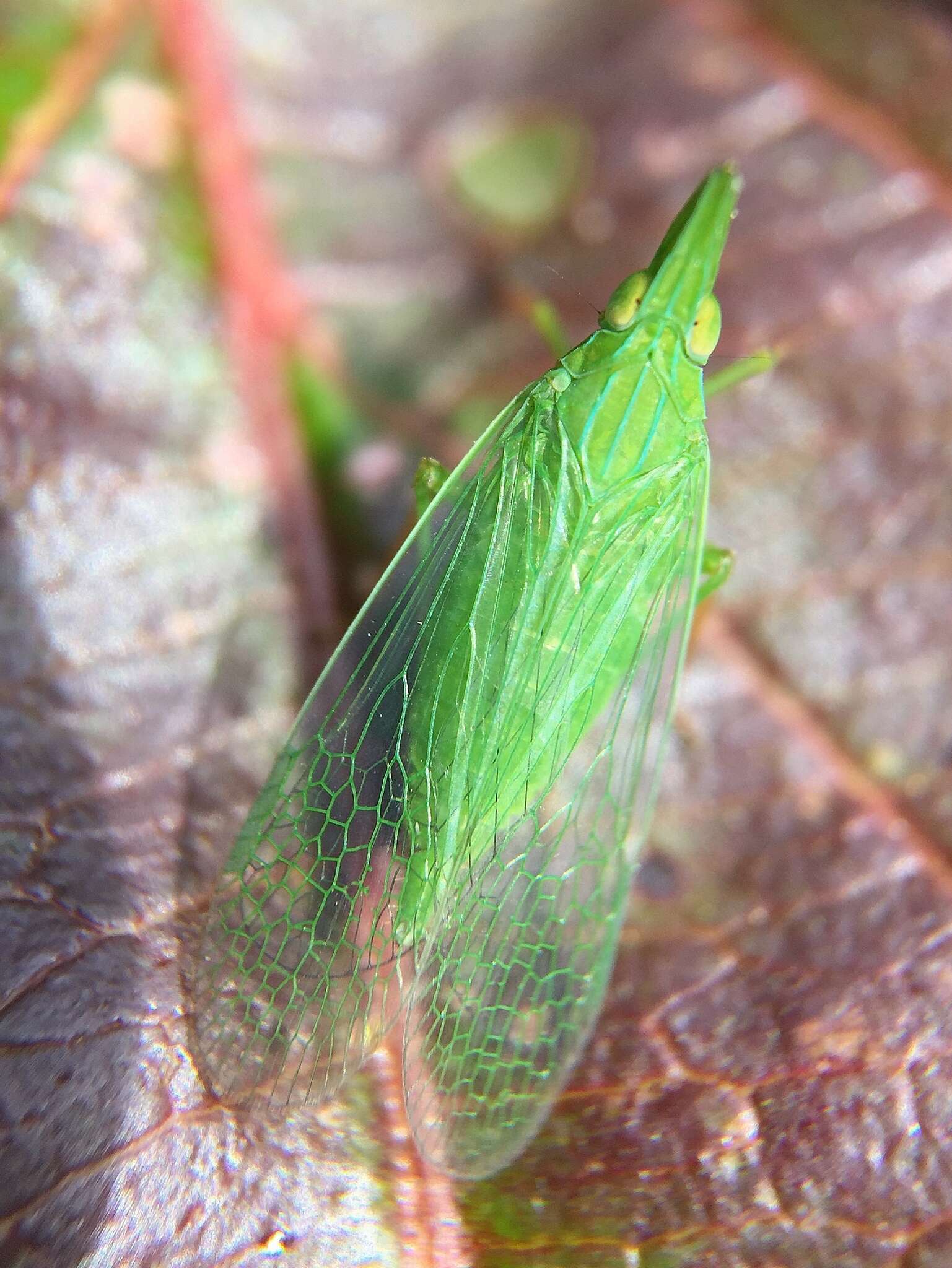 Image of Rhynchomitra microrhina (Walker 1851)