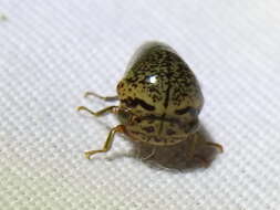 Image of Treehopper