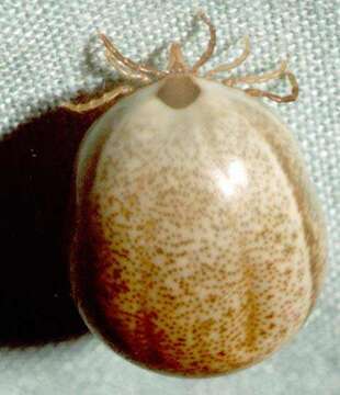 Image of Ixodes holocyclus Neumann 1899