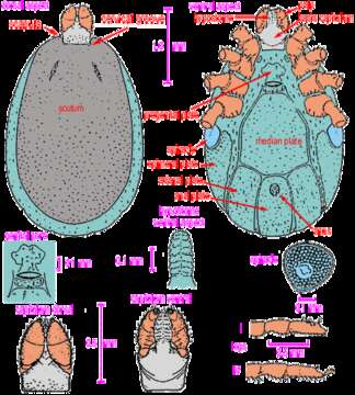 Sivun Ixodes holocyclus Neumann 1899 kuva