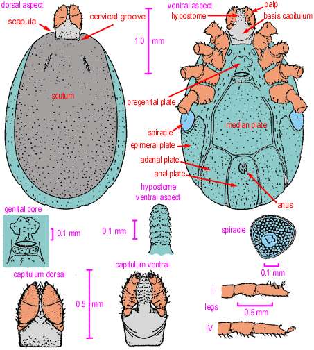 Sivun Ixodes holocyclus Neumann 1899 kuva