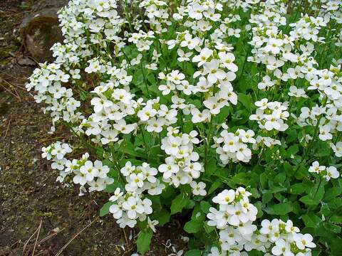 Image of Gray rockcress