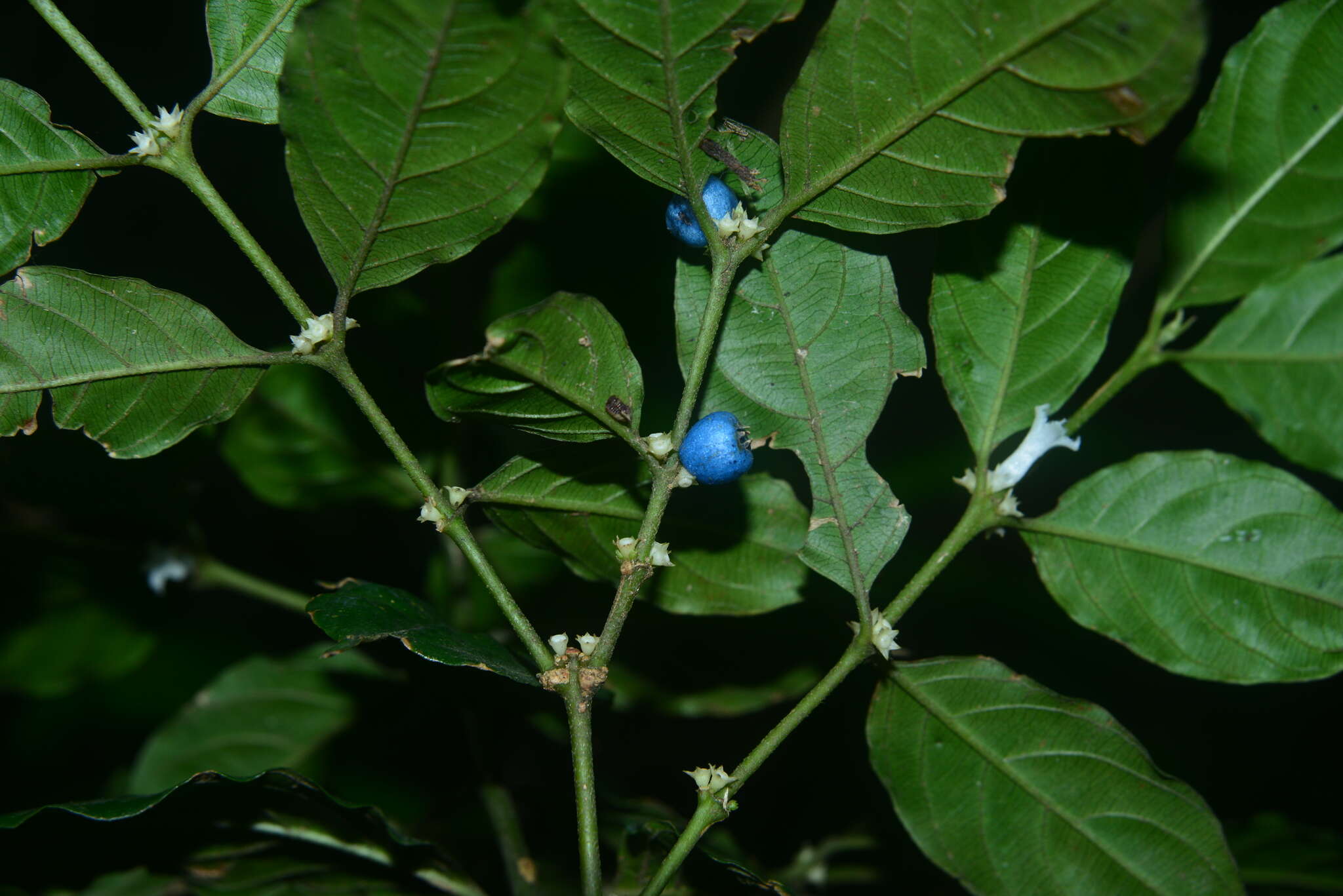 Image of Lasianthus fordii var. microphyllus (Elmer) H. Zhu