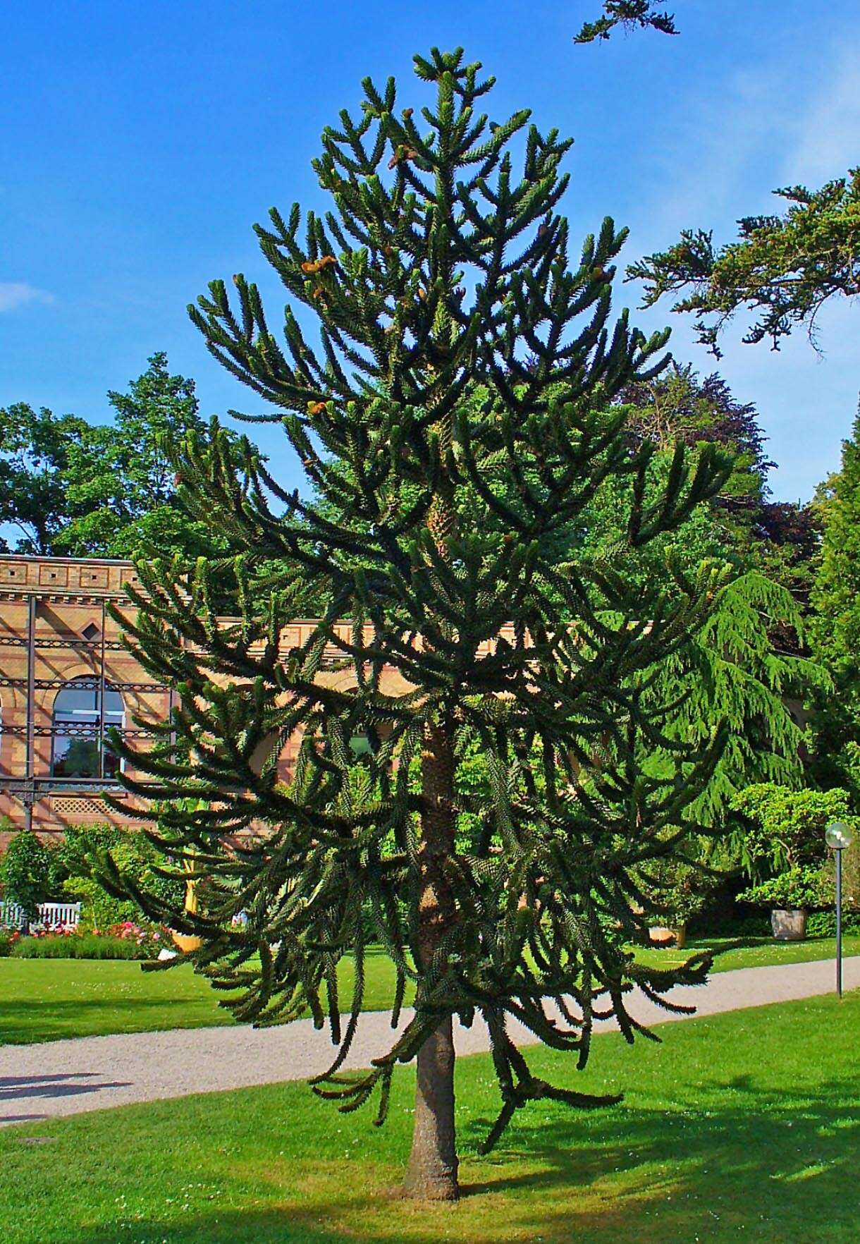 Image of Monkey Puzzle