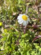 Image of Anthemis chia L.