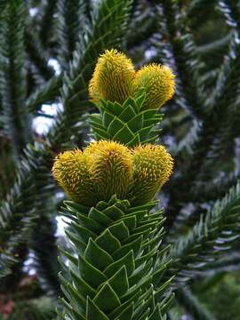 Image of Monkey Puzzle