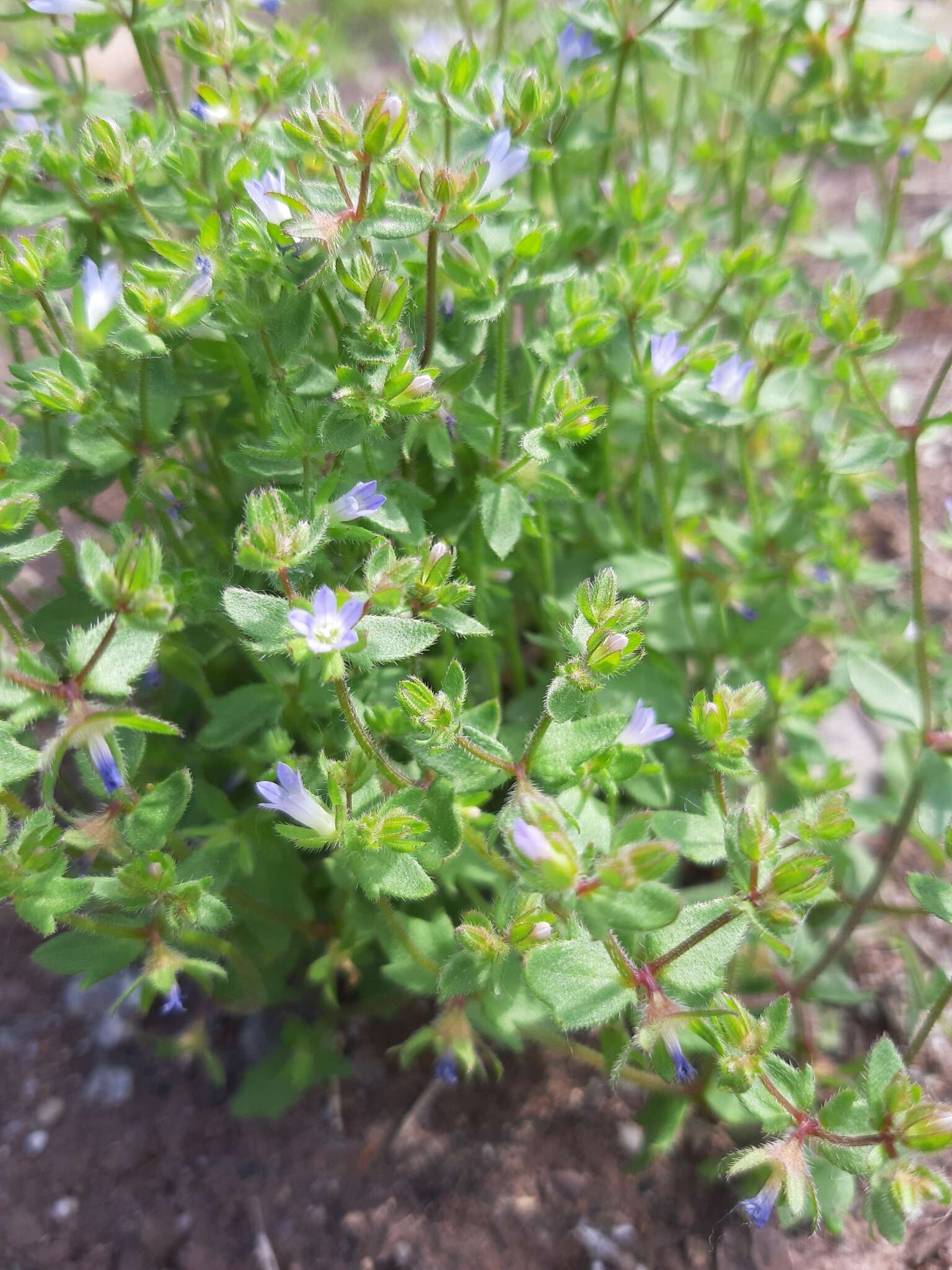 Image of Campanula erinus L.