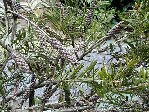 صورة Callistemon rigidus R. Br.