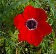 Imagem de Anemone coronaria L.