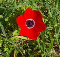 Image of lilies-of-the-field