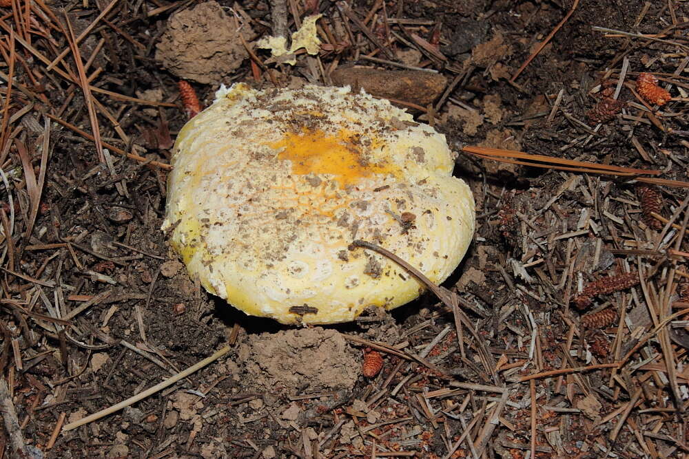 Image of Amanita aprica J. Lindgr. & Tulloss 2005